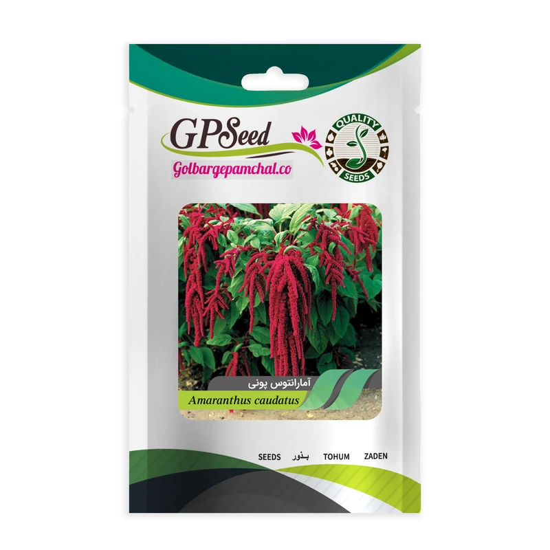 بذر گل آمارانتوس پونی گلبرگ پامچال کد GPF-231