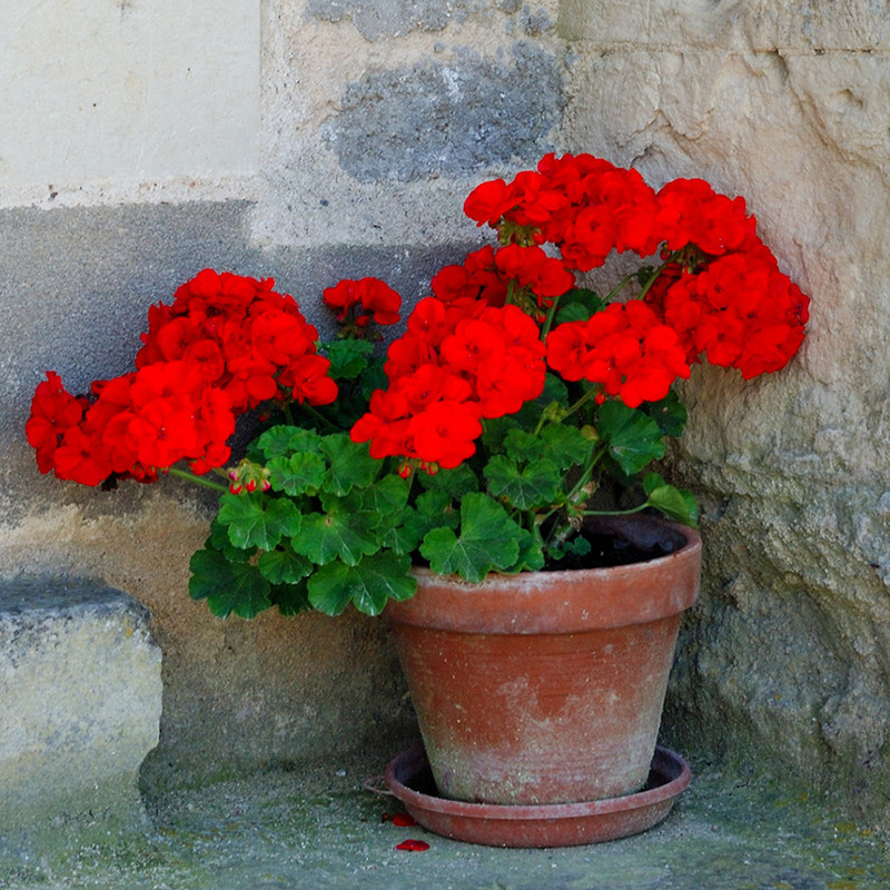 بذر گل شمعدانی سانیا سید مدل T9 مجموعه 3 عددی بذر گل شمعدانی سانیا سید مدل T9 مجموعه 3 عددی