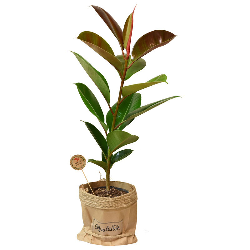 گیاه طبیعی فیکوس کدP.A.08