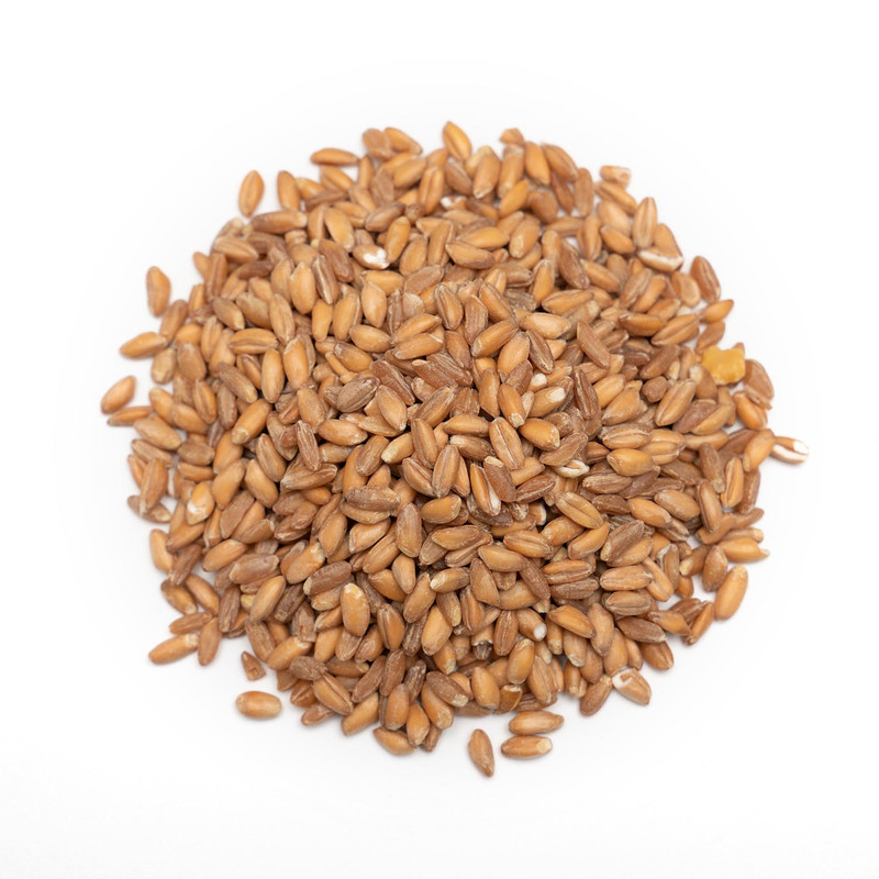 دانه پرندگان مدل بلدرچین کد LuxWheat96 وزن 434 گرم