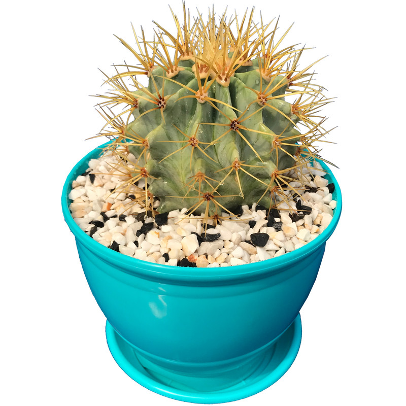 گیاه طبیعی کاکتوس فرو مدل FR-10 گیاه طبیعی کاکتوس فرو مدل FR-10