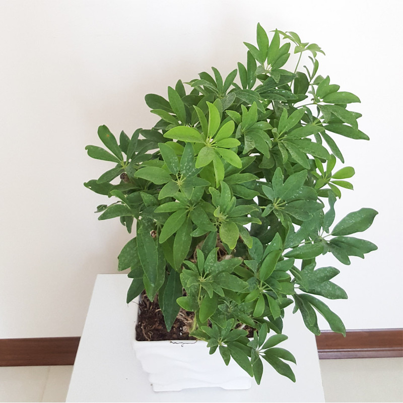 گیاه طبیعی بونسای شفلرا مدل پرریشه