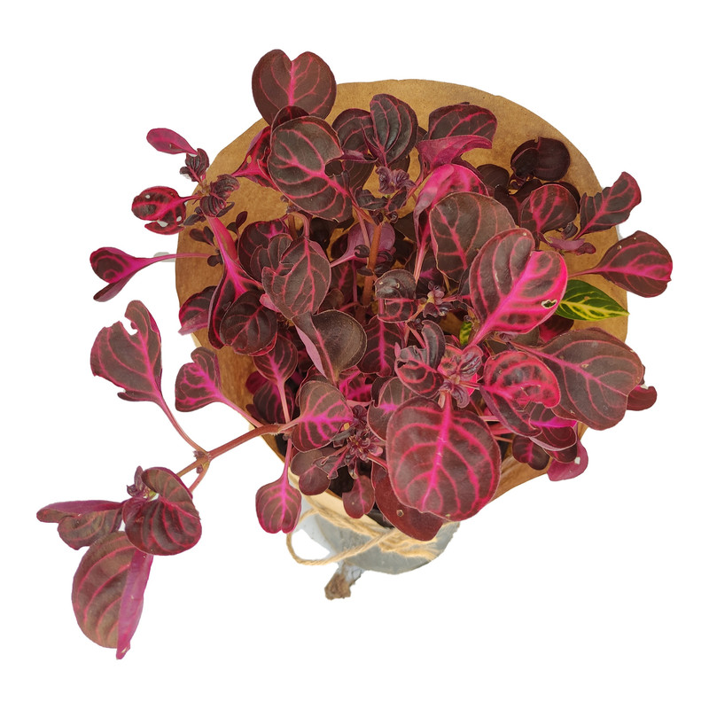 گیاه طبیعی آشلانتوس کد yt24