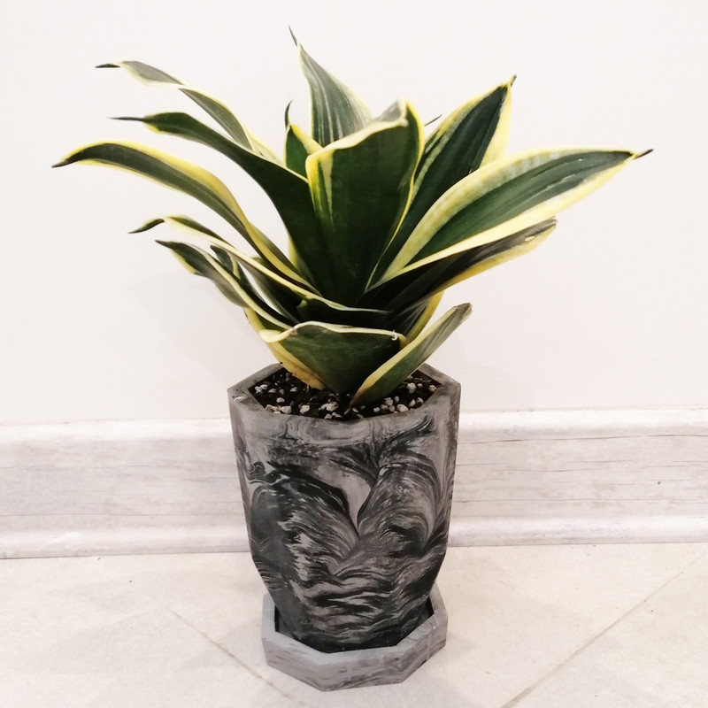 گیاه طبیعی سانسوریا بلک گلد مدل مطبق