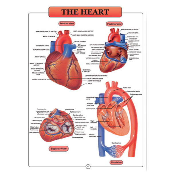 پوستر طرح اطلس آناتومی بدن انسان مجموعه 15 عددی