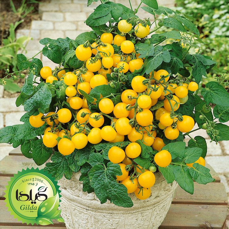بذر گوجه چری زرد گلدانی گیلدا کد 582