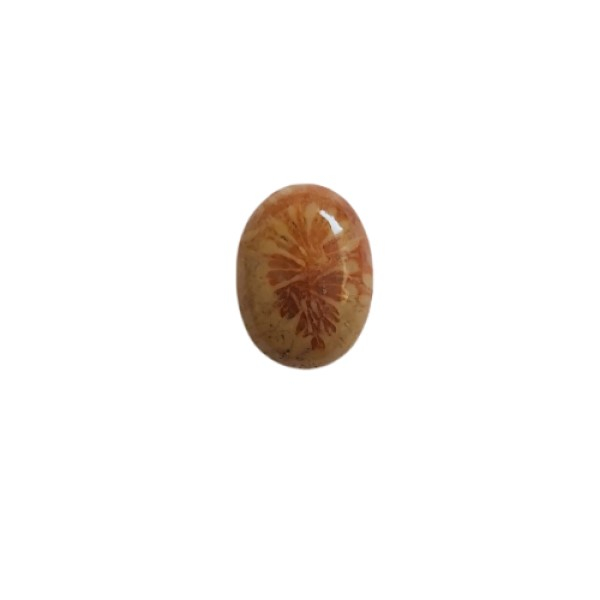 سنگ مرجانی کد 013