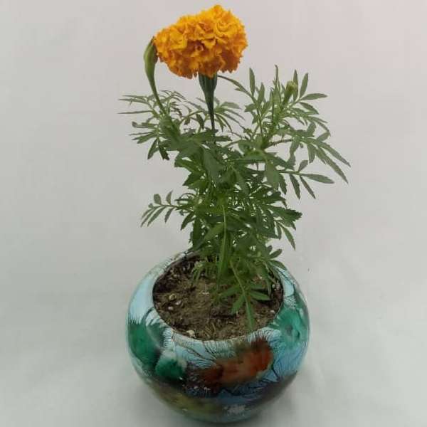 گیاه طبیعی گل جعفری مدل J001