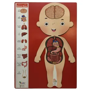 پازل آموزشی مدل Human body