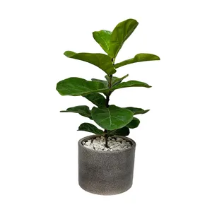 فیکوس آفریقایی لیراتا کد FL404-115