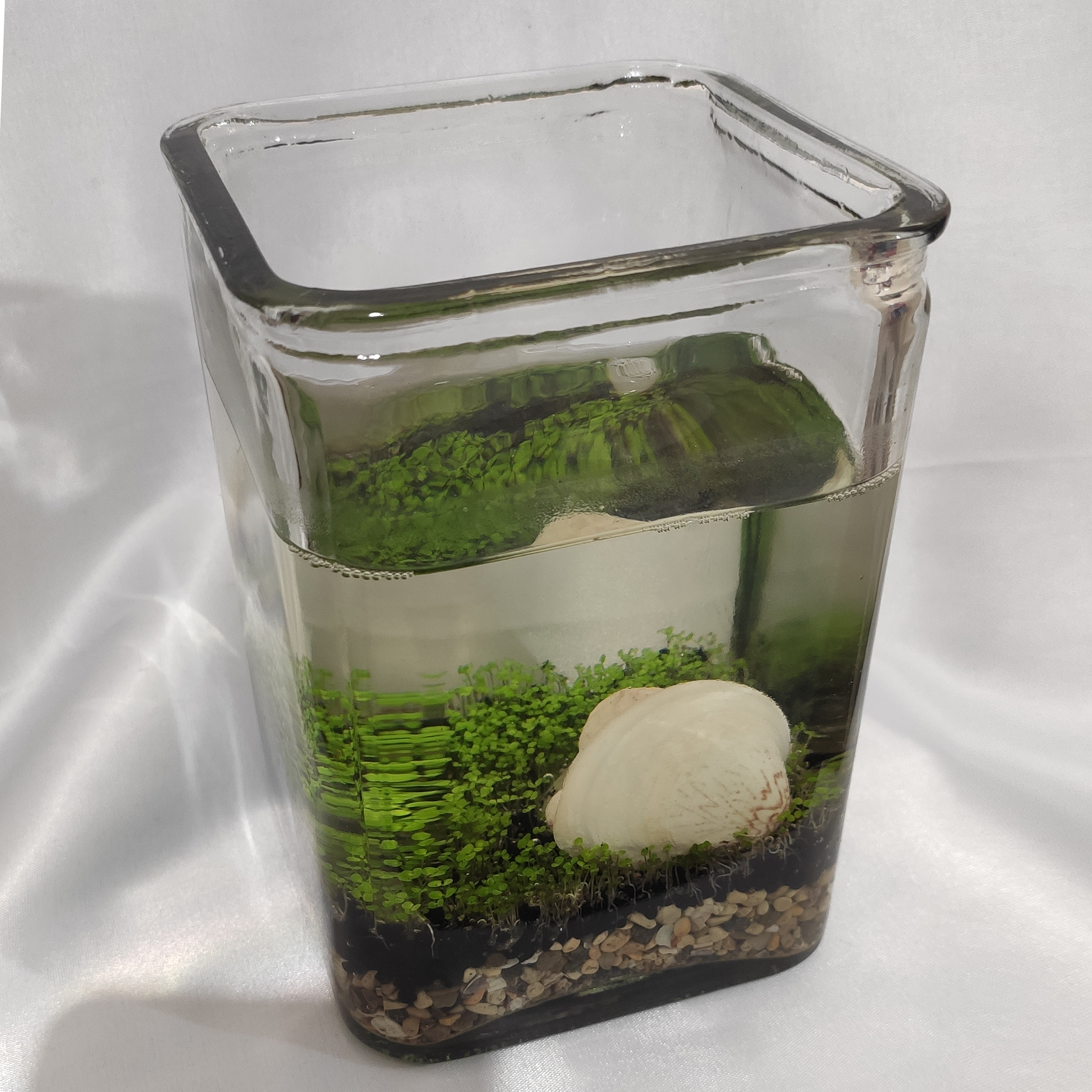 ویواریوم گیاه طبیعی کد viv-w103