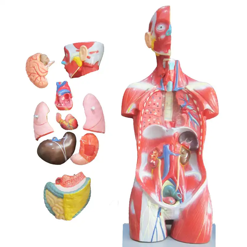 بازی آموزشی طرح مولاژ نیم تنه انسان مدل ASM05