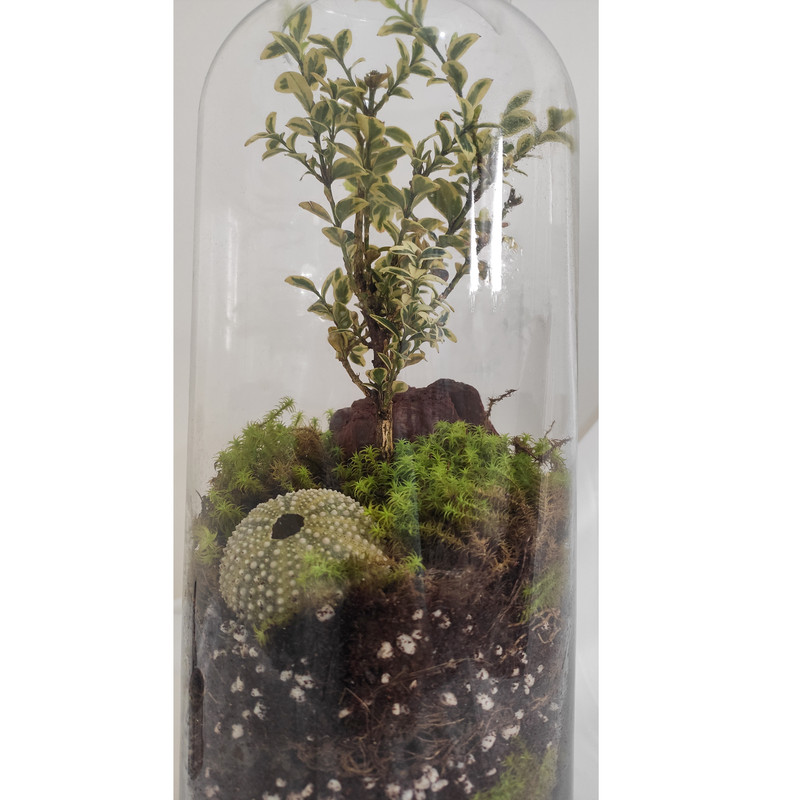 تراریوم گیاه طبیعی کد OST-22