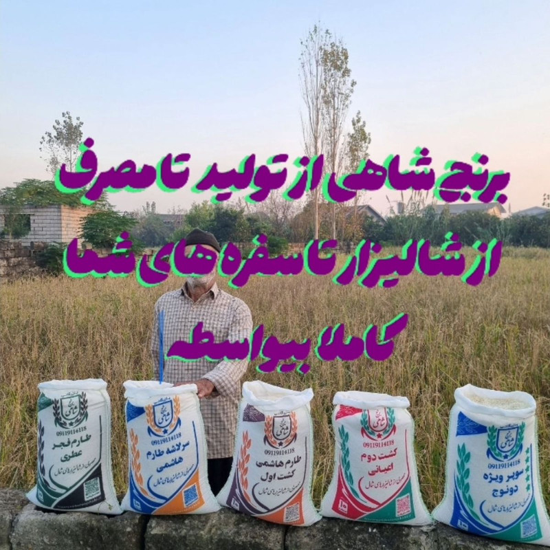 برنج ایرانی طارم هاشمی کشت اول فریدونکنار شاهی - 5 کیلوگرم بسته 2 عددی