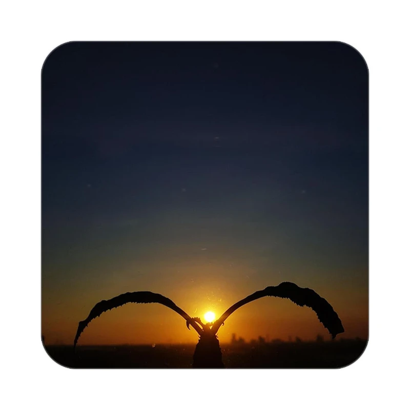 زیر لیوانی کاکتی مدل عاشقانه کد mp13325