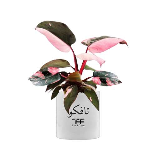  گل طبیعی فیلودندرون  تافکو مدل پینک پرنسس  کد 2x
