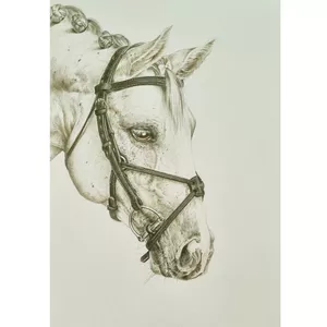 نقاشی مداد رنگی مدل سر اسب