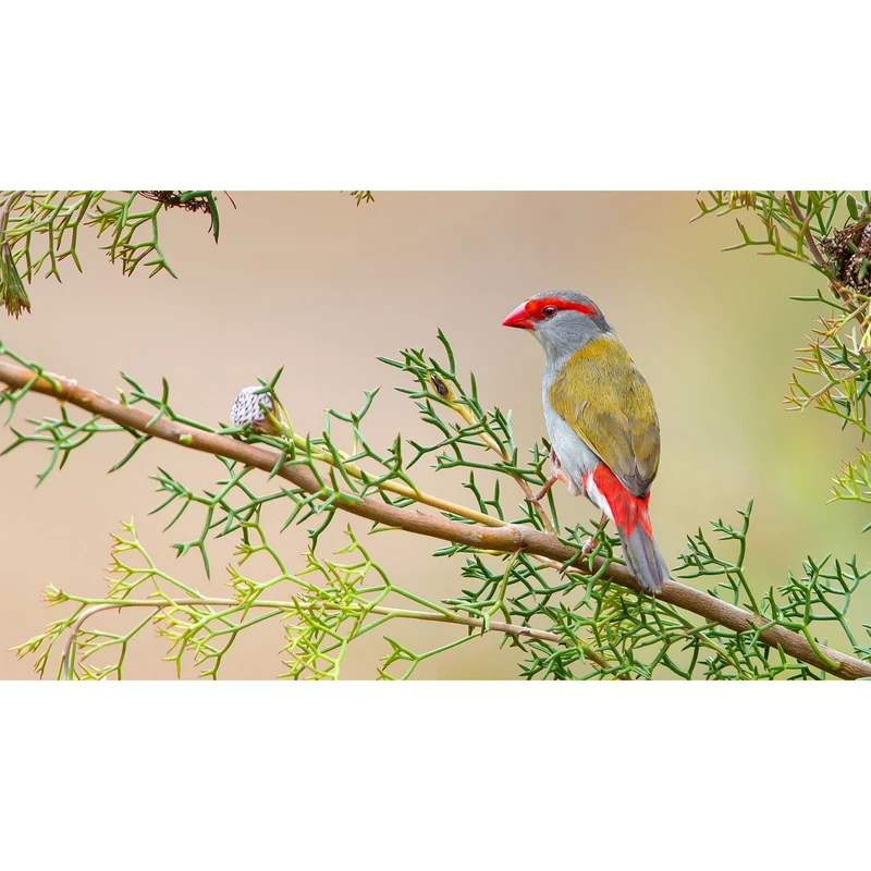 تابلو شاسی طرح پرنده و گنجشک مدل T7982