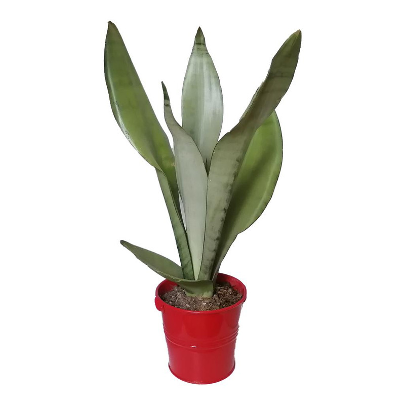 گیاه طبیعی سانسوریا مهتابی کد yf07