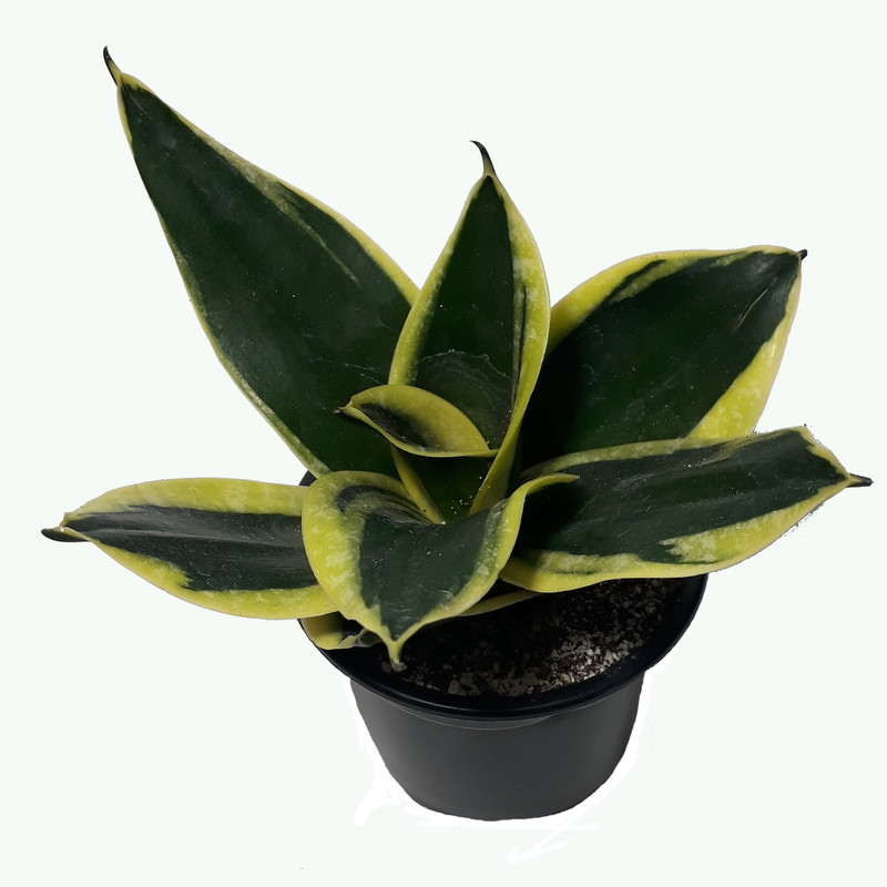 گیاه طبیعی سانسوریا کد AS-11 مجموعه 2 عددی گیاه طبیعی سانسوریا کد AS-11 مجموعه 2 عددی