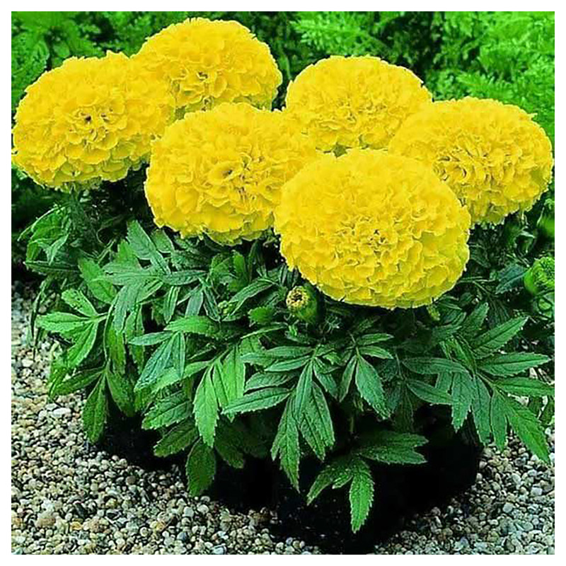 بذر گل جعفری زرد گرین فارم کد GR 128 بذر گل جعفری زرد گرین فارم کد GR 128