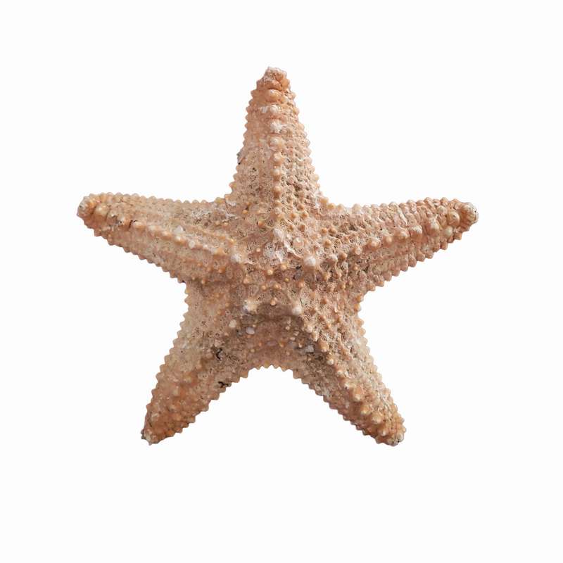 ستاره دریایی تزیینی مدل v7