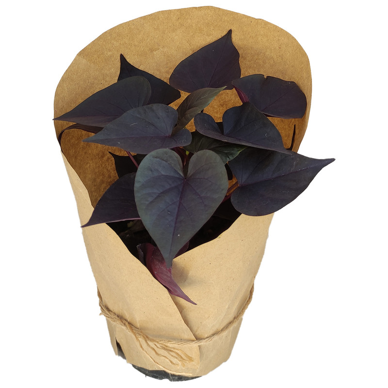 گیاه طبیعی اپومیا کد yt26 گیاه طبیعی اپومیا کد yt26