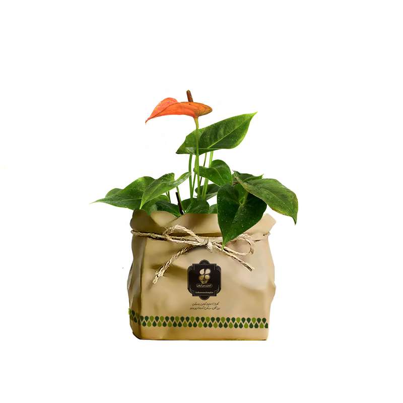 گیاه طبیعی آنتوریوم شرکت گلباران سبز گیلان مدل GN12-20K