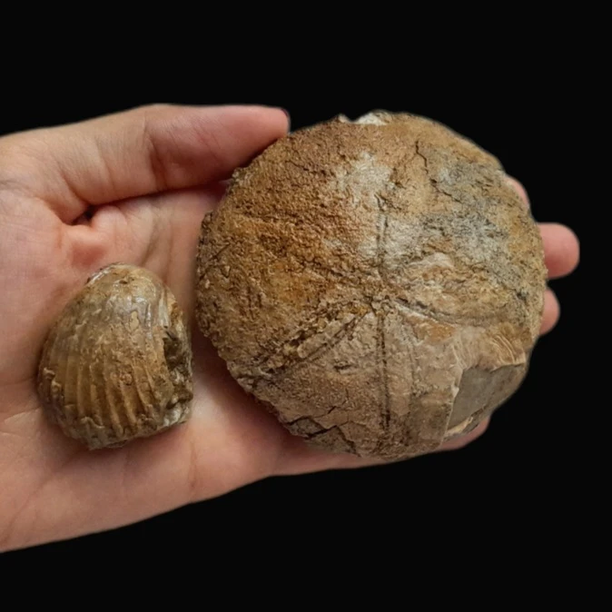 عکس شماره 3 : سنگ راف مدل فسیل صدف و ستاره دریایی کد 476 بسته 2 عددی