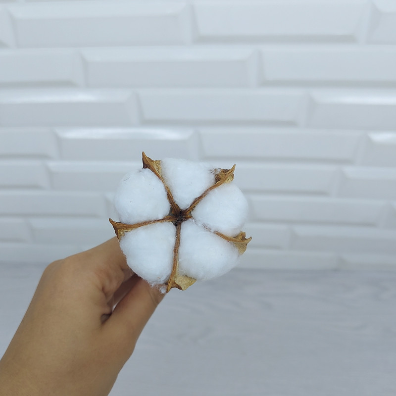 گل خشک مدل شاخه پنبه بسته ی 5 عددی