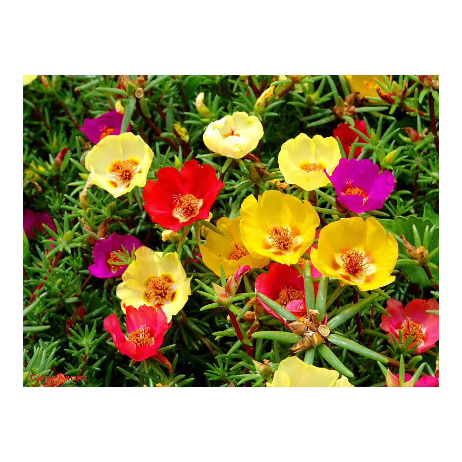 Портулак на клумбе многолетние