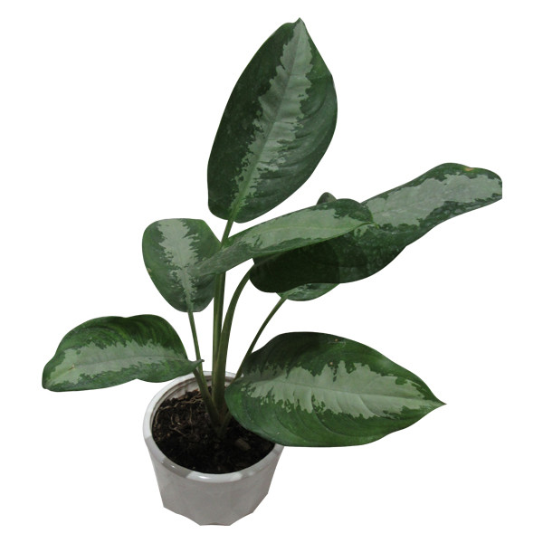 گیاه طبیعی آگلونما حبابی کد S - M01 گیاه طبیعی آگلونما حبابی کد S - M01