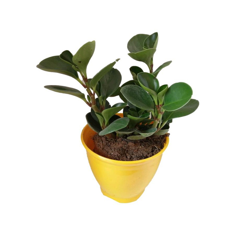 گیاه طبیعی قاشقی کد ep03 گیاه طبیعی قاشقی کد ep03