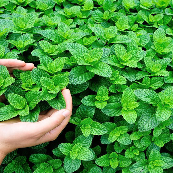 بذر نعنا سانیا سید مدل s01