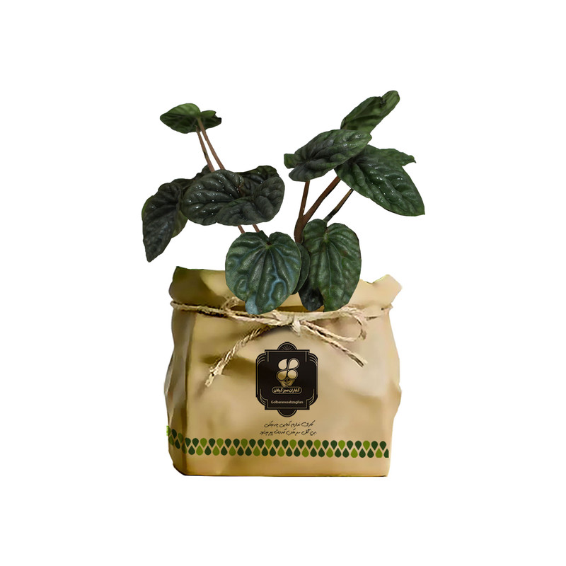 گیاه طبیعی پیله آ شرکت گلباران سبز گیلان مدل GN13-4AK