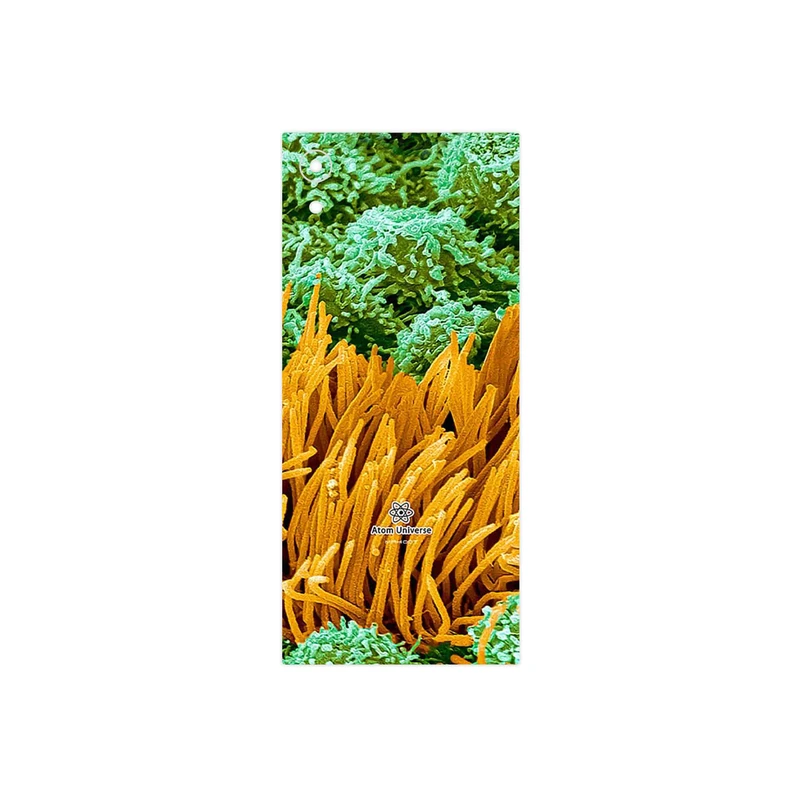 برچسب پوششی ماهوت مدل Atom Universe 6 مناسب برای گوشی موبایل سونی Xperia XA1