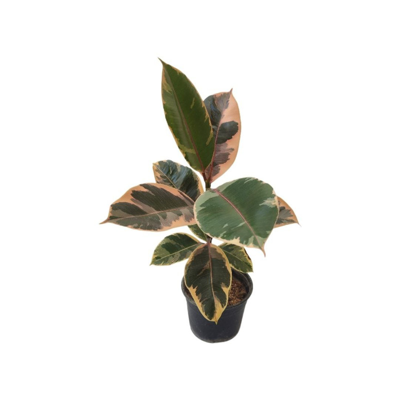 گیاه طبیعی فیکوس مدل 014