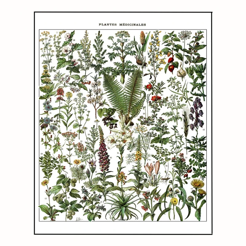 پوستر مدل  آدولف میلو- گیاهان دارویی 
