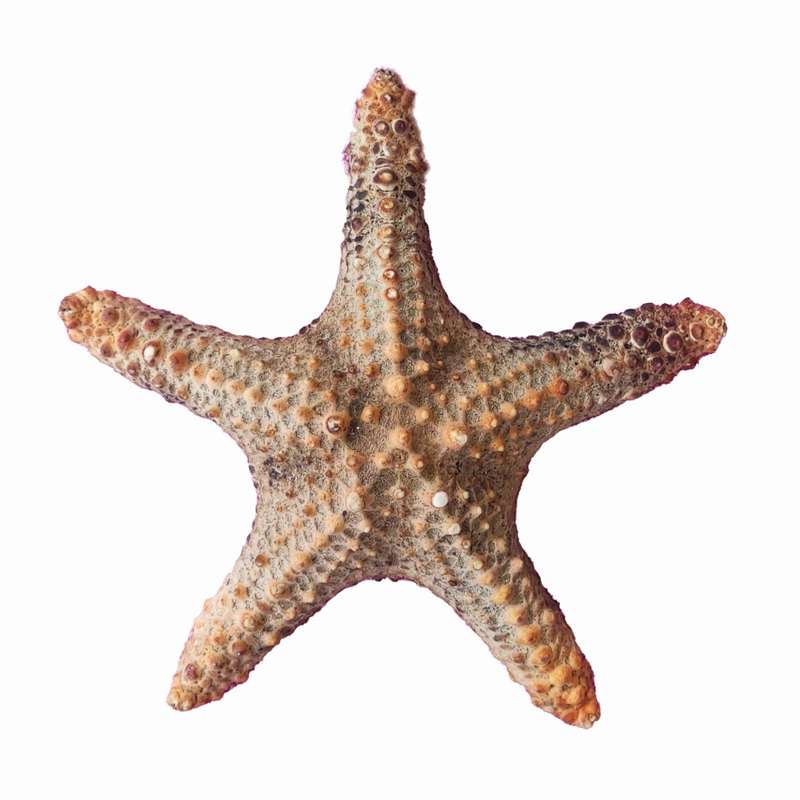 ستاره دریایی تزیینی مدل v27