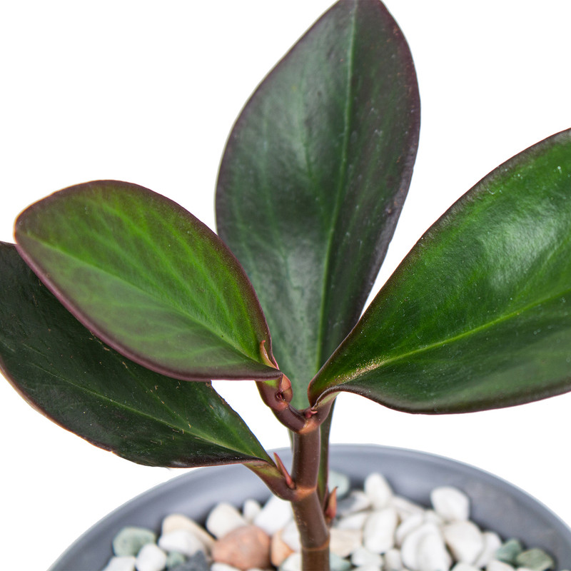 گیاه طبیعی قاشقی برگ بادمجانی مدل P-20 گیاه طبیعی قاشقی برگ بادمجانی مدل P-20