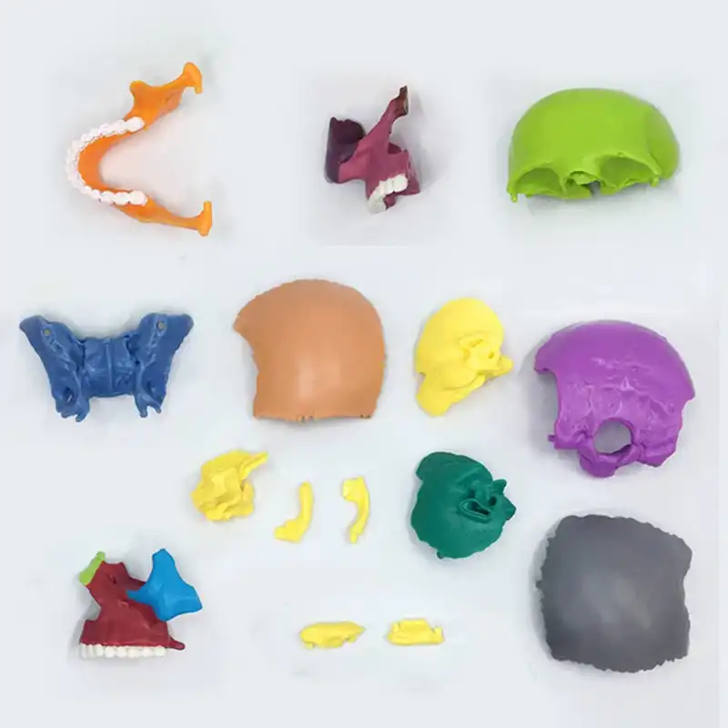 بازی آموزشی مدل مولاژ جمجمه انسان کد A013