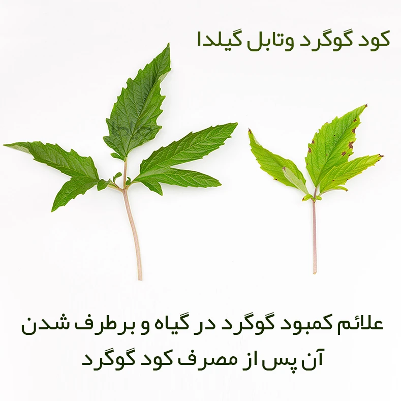 عکس شماره 5