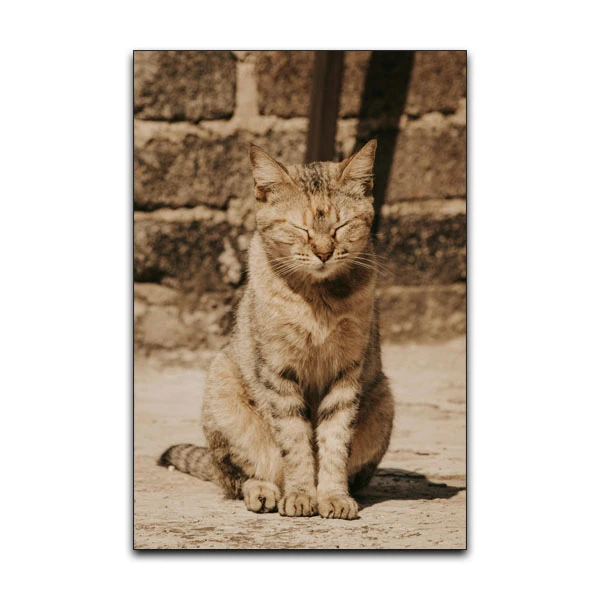 تابلو شاسی گوفی مدل گربه خابالو کیوت و بامزه طرح Sleepy Cat کد CUTE23