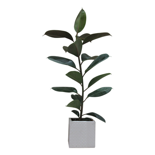 گیاه طبیعی فیکوس کد S - M01