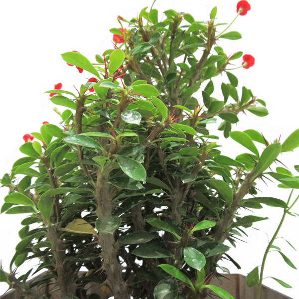 گیاه طبیعی مرجان ناردونه کد M01 گیاه طبیعی مرجان ناردونه کد M01