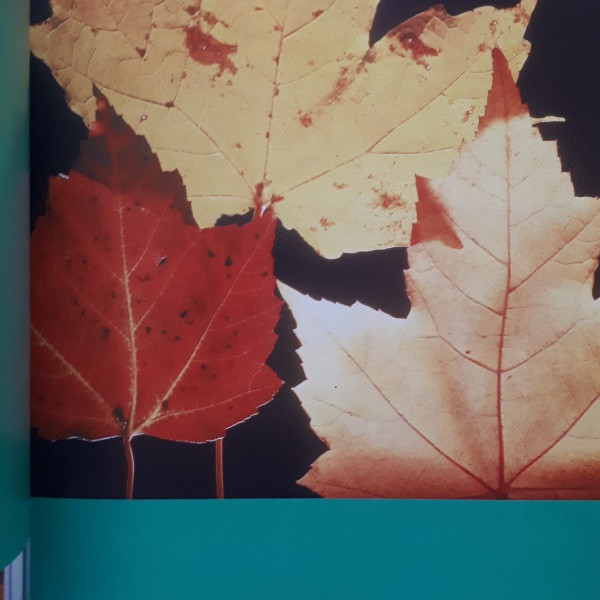 كتاب grande 3 : vision royalty free photography اثر جمعي از نويسندگان انتشارات image كتاب grande 3 : vision royalty free photography اثر جمعي از نويسندگان انتشارات image