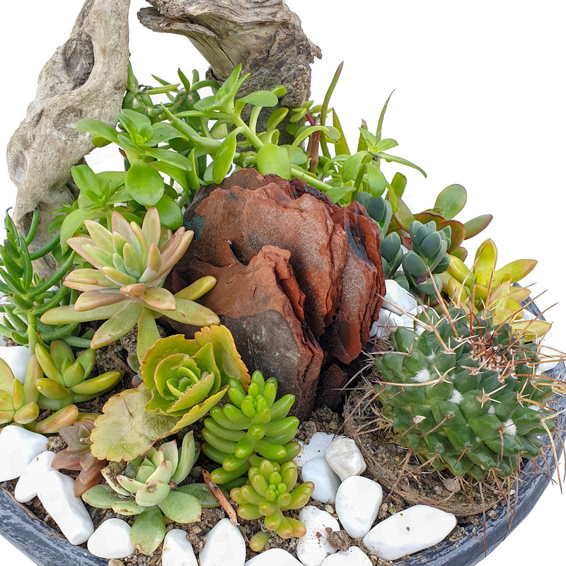 گیاه طبیعی کاکتوس مدل MK-99005 گیاه طبیعی کاکتوس مدل MK-99005