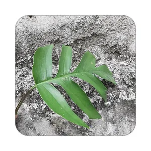 زیر لیوانی کاکتی طرح گل مدل mp18143