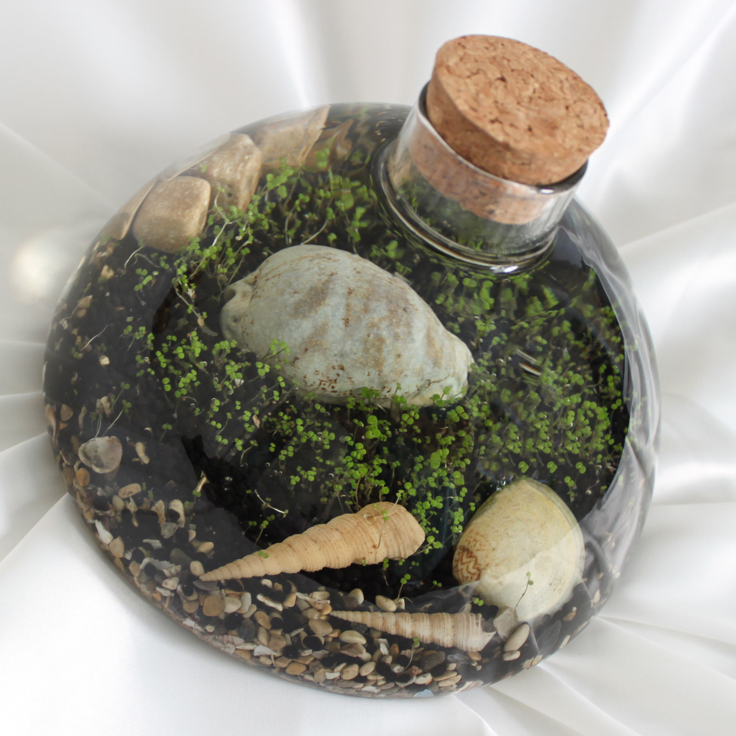 ویواریوم گیاه طبیعی کد hcircle-108 ویواریوم گیاه طبیعی کد hcircle-108