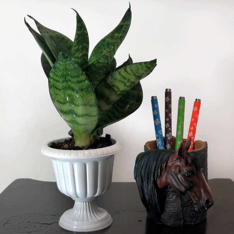 گیاه طبیعی سانسوریا مدل مینیاتوری